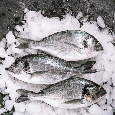 Buzda taze çiğ dorado balığı.