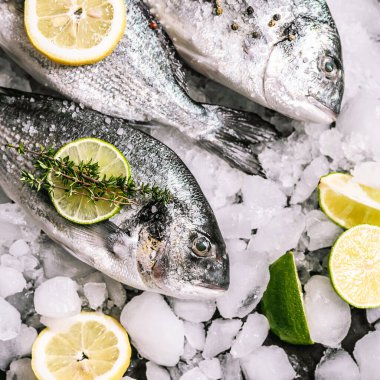 Buzda taze çiğ dorado balığı.