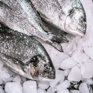 Buzda taze çiğ dorado balığı.