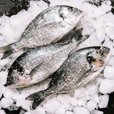 Buzda taze çiğ dorado balığı.