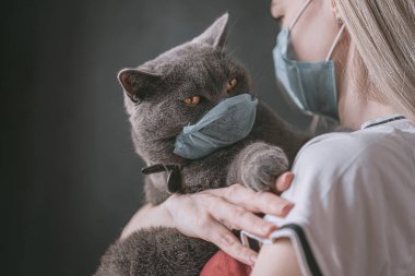 Tıbbi maskeli bir kadın bir İngiliz kedisini kollarında tutuyor. Kedi de tıbbi bir maske takıyor.