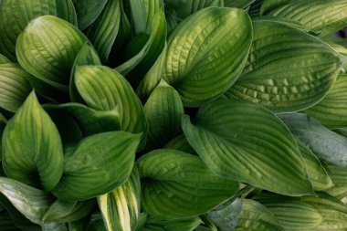 yeşil bitki yapraklarının arkaplanı