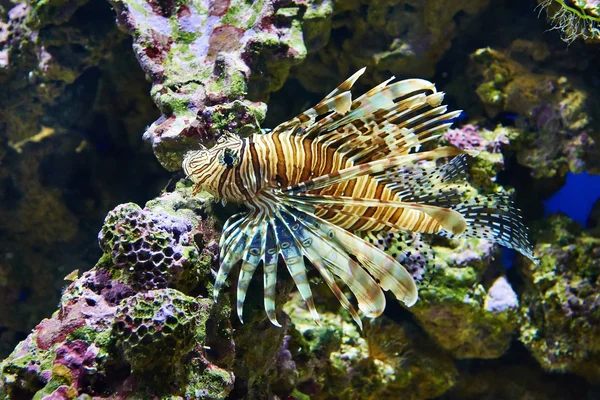 Poisonous lionfish on coral in blue water sea — Stock Photo, Image