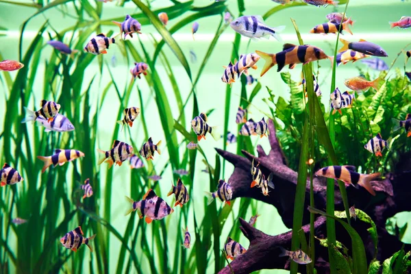 Aquarium vissen - barbus tetrazona — Stockfoto