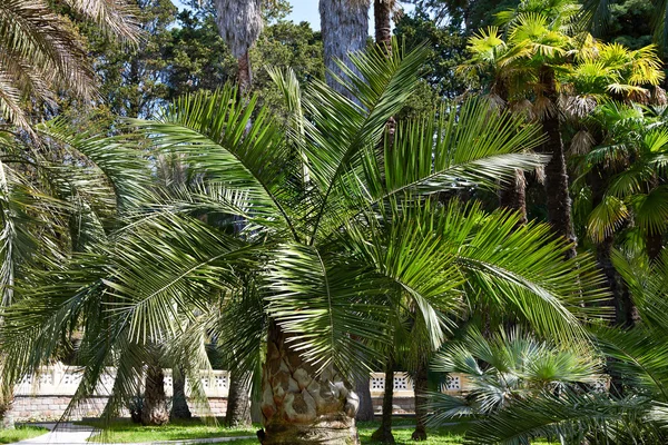 棕榈在公园 — 图库照片