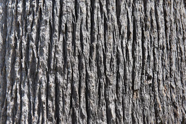 Corteza de árbol de fondo — Foto de Stock