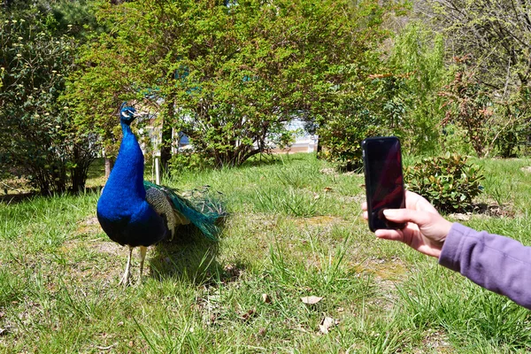 Hermoso pavo real fotografiado en un teléfono inteligente — Foto de Stock