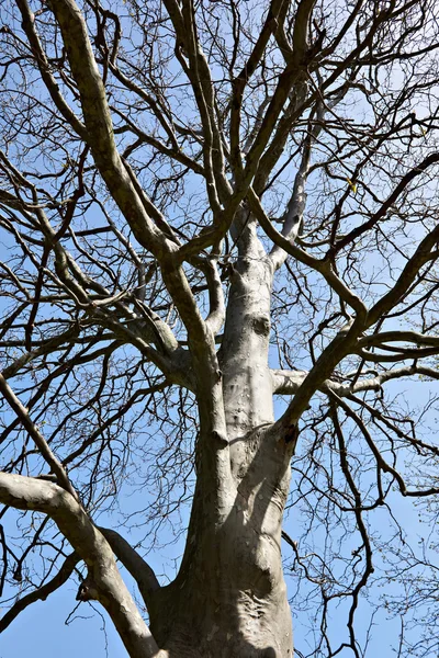Árbol grande sin hojas — Foto de Stock