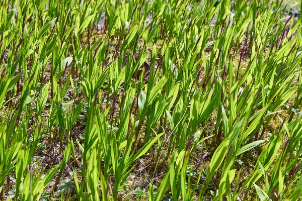 Background of green shoots young plants — Stock Photo, Image