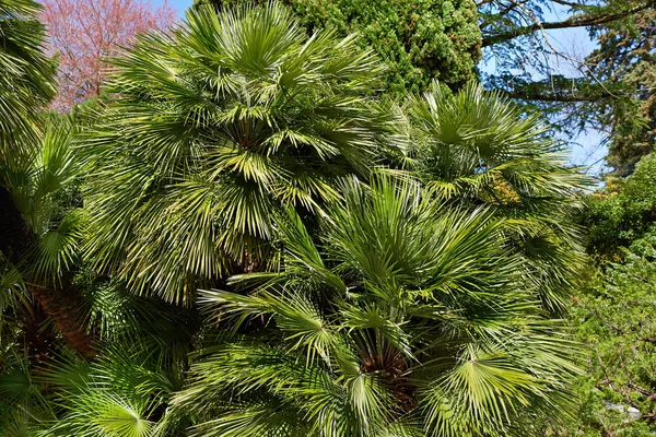 Fondo de hojas de palma verde — Foto de Stock
