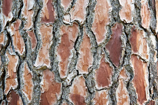 Fondo corteza de árbol marrón — Foto de Stock