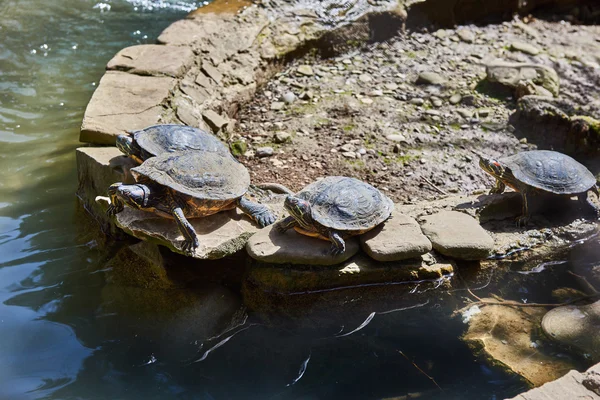 Rotohrschildkröten sonnen sich in der Sonne — Stockfoto