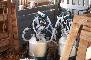 Milking machines in pen on sheep farm clipart