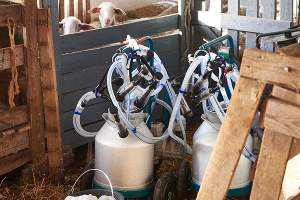 Milking machines in pen on sheep farm — Stock Photo, Image
