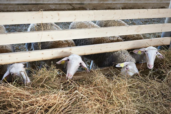 Moutons mangeant du foin en enclos à la ferme — Photo