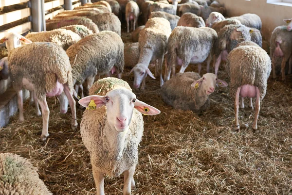 Rebanho de ovinos em caneta na exploração agrícola — Fotografia de Stock