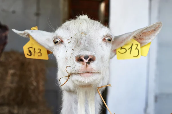 Portret van geit op boerderij — Stockfoto