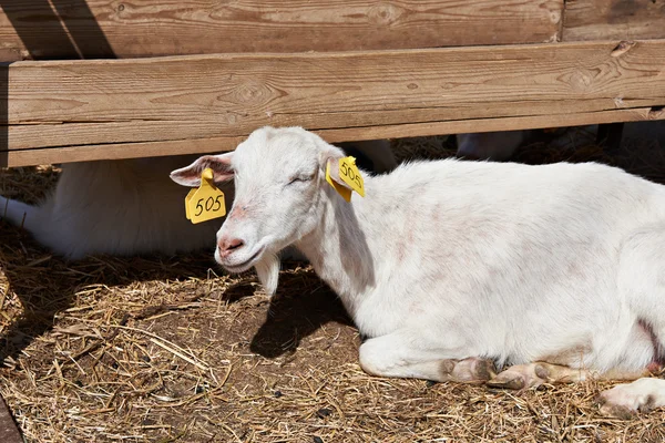 Koza na farmě slunečný letní den — Stock fotografie