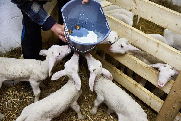 Cordeiros bebendo leite de balde na fazenda — Fotografia de Stock