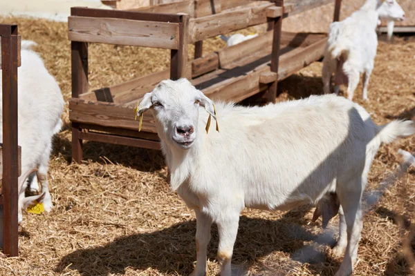 Kozy na farmě slunečný letní den — Stock fotografie