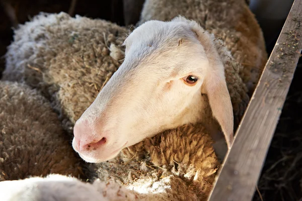 Moutons mangeant du foin en enclos à la ferme — Photo