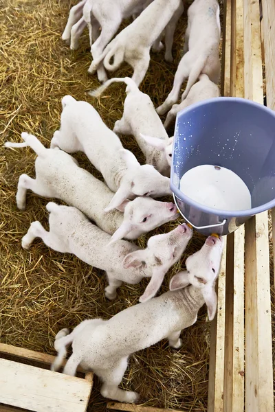 Agneaux buvant du lait dans un seau à la ferme — Photo