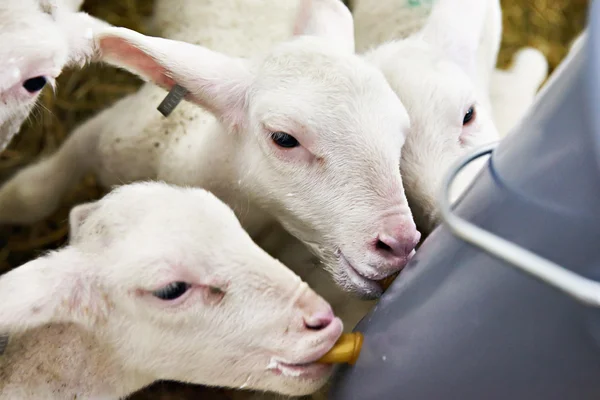 Lambs drinking milk from bucket on farm — Stock Photo, Image