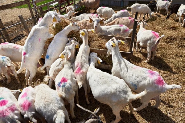 Chèvres à la ferme à la journée ensoleillée d'été — Photo