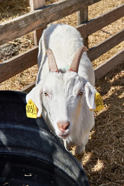 Bok op boerderij op zonnige zomerdag — Stockfoto