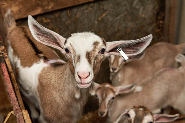 Niños de cabra en corral en la granja —  Fotos de Stock