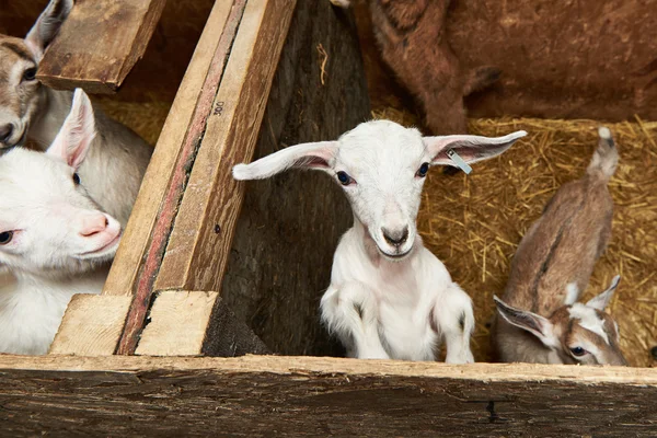 Enfants de chèvre en enclos dans une ferme à l'intérieur — Photo