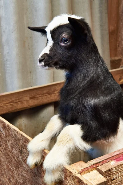 Zwarte geit kid in corral op boerderij — Stockfoto