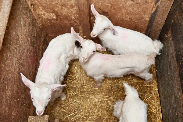 Chèvres en corral à la ferme — Photo