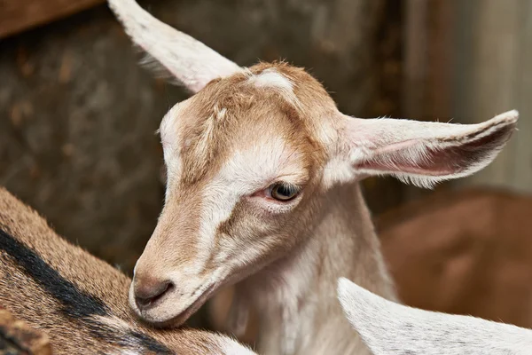 Geitenkaas jong geitje in corral op boerderij — Stockfoto