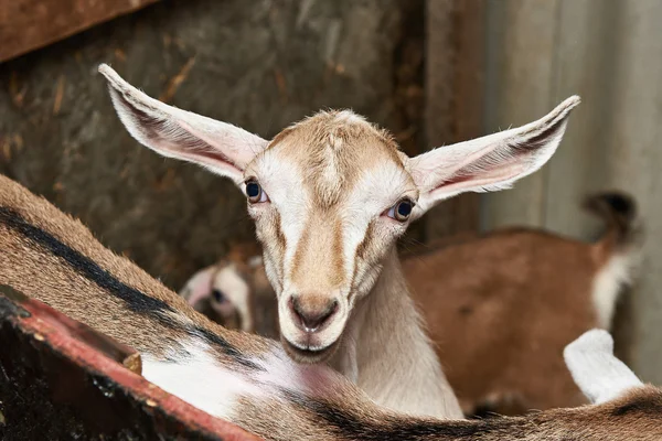 Koza dítě v ohradě na farmě — Stock fotografie