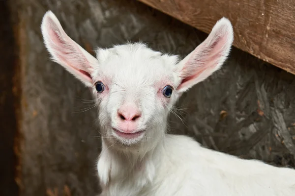 Criança de cabra em curral na fazenda — Fotografia de Stock