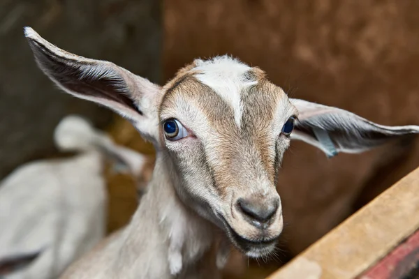 Geitenkaas jong geitje in corral op boerderij — Stockfoto