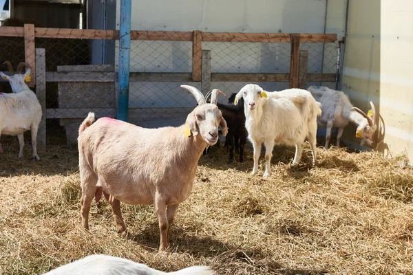 Las cabras en la granja en el soleado día de verano —  Fotos de Stock