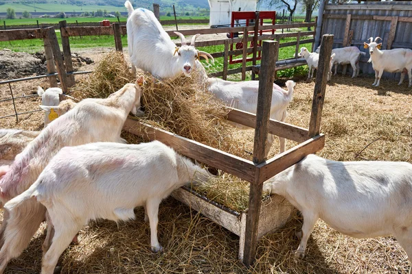 Cabras comendo ração na fazenda no dia ensolarado de verão — Fotografia de Stock