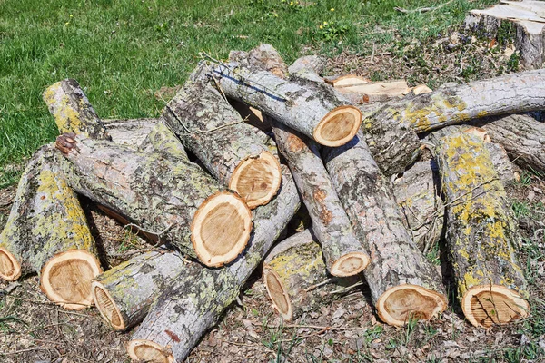 Firewood on green grass — Stock Photo, Image