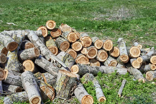 Firewood na grama verde — Fotografia de Stock