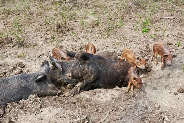 Family wild boars — Stock Photo, Image