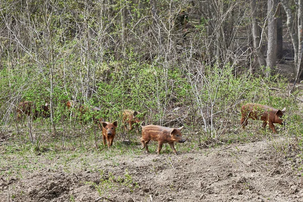 Young wild pigs — Stock Photo, Image