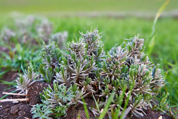 Giri di lavanda in primavera — Foto Stock