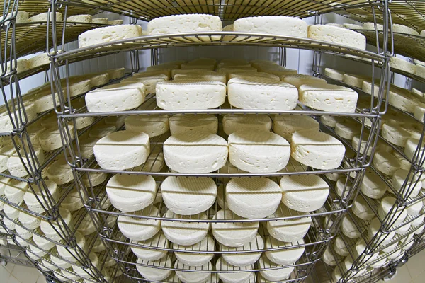 製品の棚でチーズ工場倉庫 — ストック写真