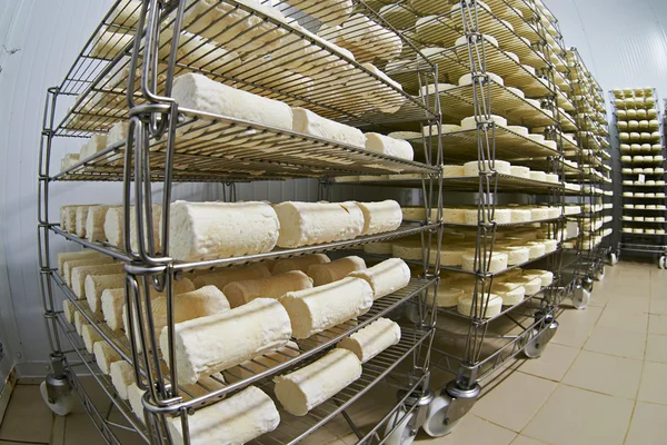 Almacén de fábrica de queso con estantes de producto — Foto de Stock