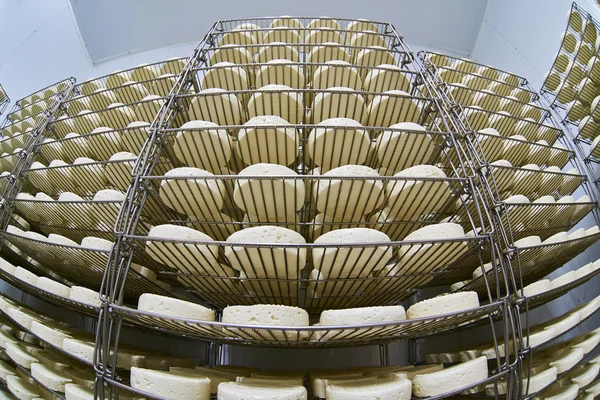 製品の棚でチーズ工場倉庫 — ストック写真