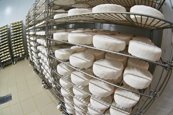 Camembert rijping zachte kaas — Stockfoto