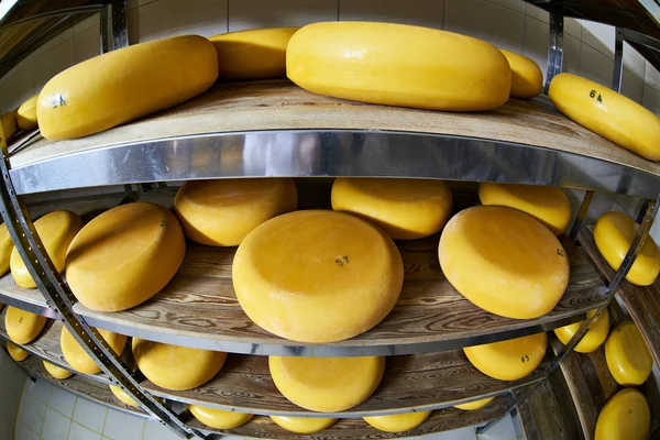 Latteria の棚でチーズ工場倉庫 — ストック写真