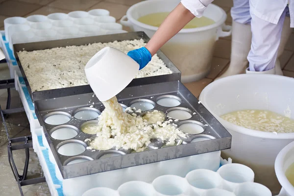Работники завода заполняют формы для производства мягкого сыра — стоковое фото
